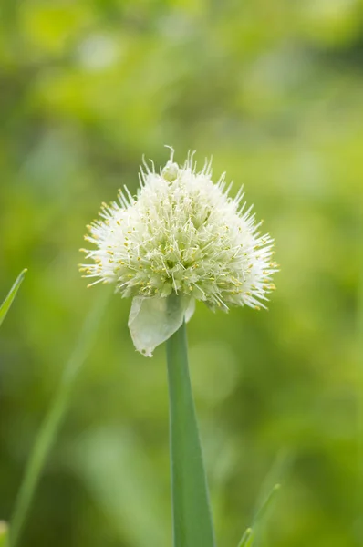 Onion Blooming Garden Natural Green Background — Stock Photo, Image