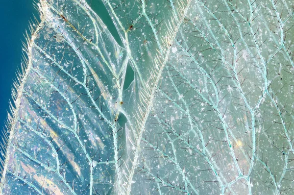 Chrysoperla Carnea Wing Covered Dust Detailed Extreme Macro — Stock Photo, Image