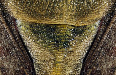 Aşırı makro fotoğraf Dolycoris baccarum hata.