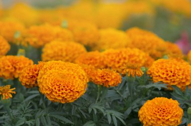 Bir sürü güzel çiçekler bahçede. Genellikle Meksika, Aztek veya Afrika kadife çiçeği (Tagetes erecta denir).