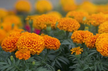 Bir sürü güzel çiçekler bahçede. Genellikle Meksika, Aztek veya Afrika kadife çiçeği (Tagetes erecta denir).