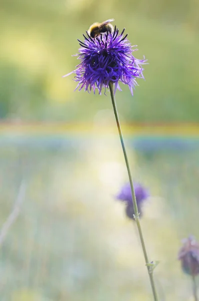 Fotografie Krásných Hlaváč Centaurea Pole Přírodní Duhový Efekt — Stock fotografie