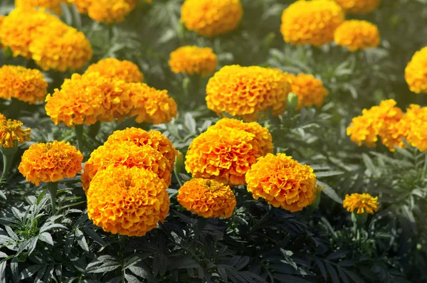 Muchas Flores Hermosas Jardín Menudo Les Llama Caléndula Mexicana Azteca —  Fotos de Stock