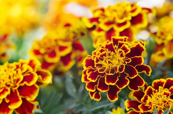 Muchas Flores Hermosas Jardín Menudo Les Llama Caléndula Francesa Tagetes — Foto de Stock