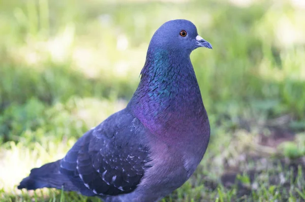 Een Portret Van Een Duif Met Mooie Hackle Veren — Stockfoto