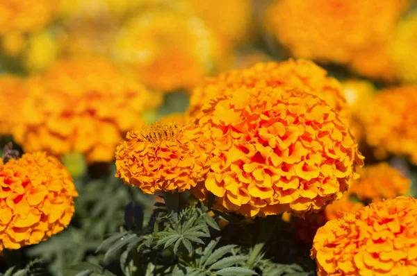 Muchas Flores Hermosas Jardín Menudo Les Llama Caléndula Mexicana Azteca — Foto de Stock