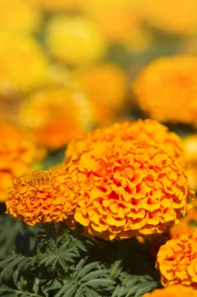 Muchas Flores Hermosas Jardín Menudo Les Llama Caléndula Mexicana Azteca —  Fotos de Stock