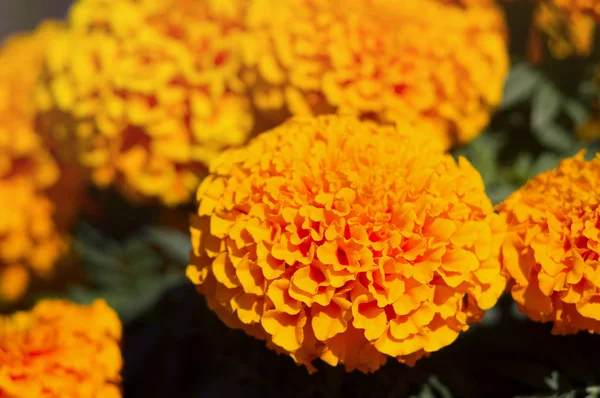 Veel Mooie Bloemen Tuin Heten Vaak Mexicaanse Azteekse Afrikaanse Goudsbloem — Stockfoto