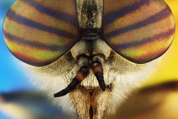 Extreme macro portrait of a horsefly taken with two lenses as one lens, stacked from many shots into one very sharp photo.
