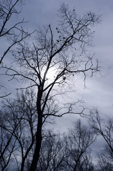 Photo Silhouettes Branches Dans Style Horreur Halloween — Photo