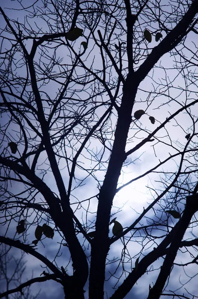Photo Silhouettes Branches Dans Style Horreur Halloween — Photo