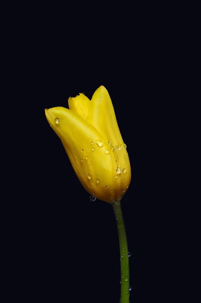 Beautiful single tulip with water drops.