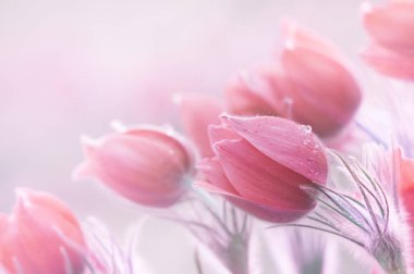 Güzel bahar pulsatillas fotoğraf. Genellikle Pasque, Paskalya veya rüzgar çiçek, çayır bitkisi, rüya otu ve çayır anemone denir. Seçici odak.