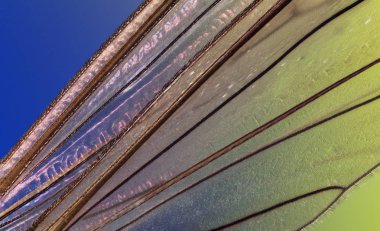 Genellikle bir sivrisinek Şahinleri veya baba uzun bacaklı denilen bir vinç sinek kanat, Extreme makro portre