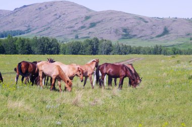 At sürüsü otlama yapıyor.