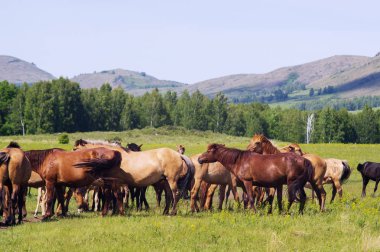 At sürüsü otlama yapıyor.