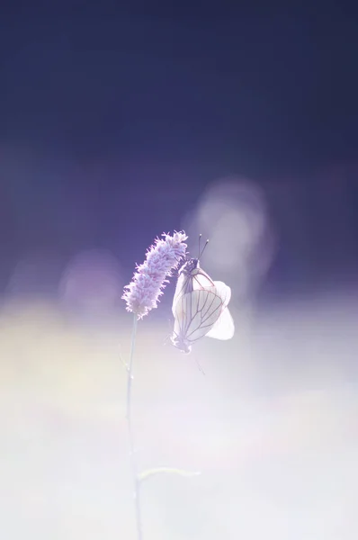 Пара Черных Белых Бабочек Aporia Crataegi Цветке — стоковое фото
