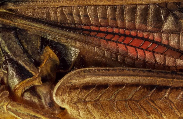 Ακραία Μακρο Μια Ακρίδα Gomphocerus Σίφιρα Σώμα Που Λαμβάνονται Δύο — Φωτογραφία Αρχείου