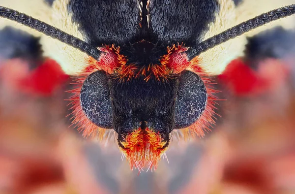 Extreme macro portrait of a garden tiger moth taken with two lenses as one lens, stacked from many shots into one very sharp photo.