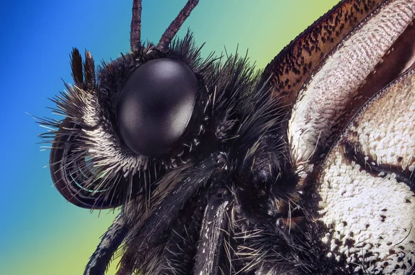 Bir Kelebek Aporia Crataegi Extreme Makro Portre Bir Lens Olarak — Stok fotoğraf