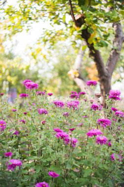 Bir sonbahar bahçesinde krizantem bir fotoğraf. Bu çiçekler bazen anne veya chrysanths denir, aile Asteraceae çiçekli bitkilerdir. Seçici odaklama.
