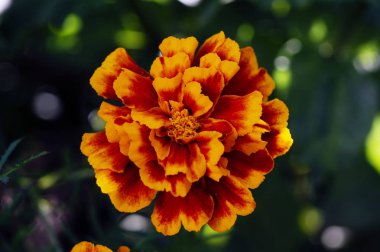 Bahçede güzel bir çiçek. Genellikle Fransız kadife çiçeği (Tagetes patula) olarak adlandırılır. Seçici odaklama.