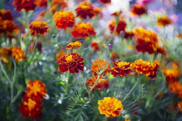 Viele Schöne Blumen Garten Sie Werden Oft Als Französische Ringelblume — Stockfoto