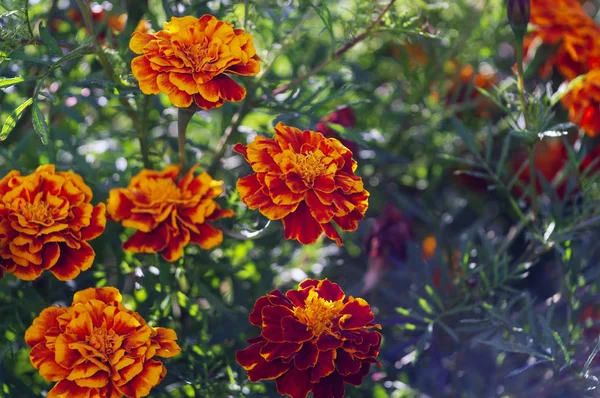 Muchas Flores Hermosas Jardín Menudo Les Llama Caléndula Francesa Tagetes — Foto de Stock