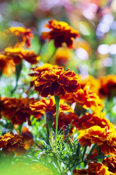 정원에서 아름다운 그들은 프랑스 타게테스 파툴라 라고합니다 선택적 — 스톡 사진