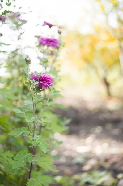 Een Foto Van Chrysanten Een Herfst Tuin Deze Bloemen Soms Rechtenvrije Stockfoto's