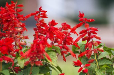 Bahçede güzel çiçekler Salvia coccinea bir sürü Fotoğraf. Genellikle kan, tropikal, Teksas, kızıl adaçayı denir.
