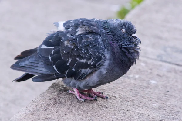 Fluffy Ruffled Sick Pigeon Sitting Asphalt — Stock Photo, Image