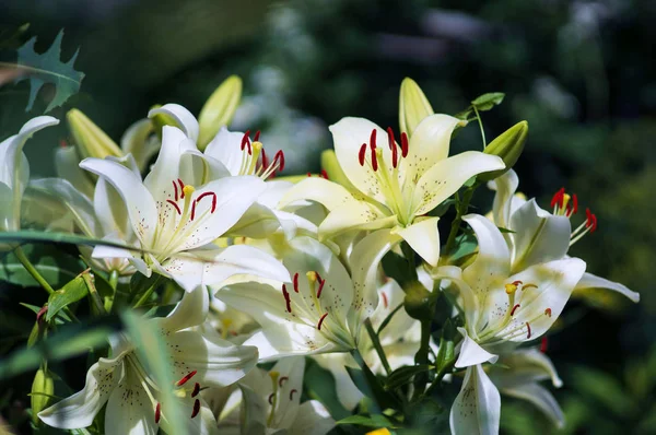 Belles Fleurs Dans Jardin Ils Appellent Lilium Concentration Sélective — Photo