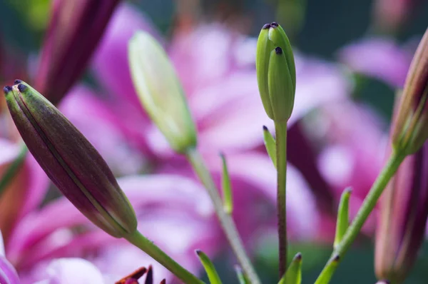 Hermosas Flores Jardín Llaman Lilium Enfoque Selectivo —  Fotos de Stock