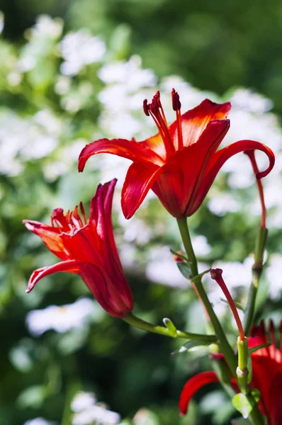 Hermosas Flores Jardín Llaman Lilium Enfoque Selectivo —  Fotos de Stock