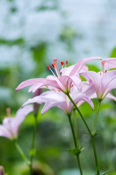 Belles Fleurs Dans Jardin Ils Appellent Lilium Concentration Sélective — Photo