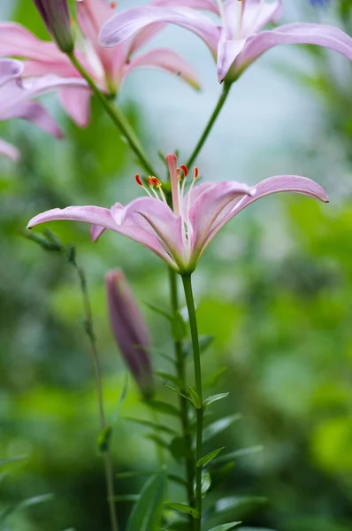 Lindas Flores Jardim Chamam Lilium Foco Seletivo — Fotografia de Stock