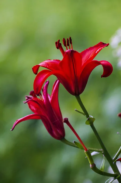 Hermosas Flores Jardín Llaman Lilium Enfoque Selectivo —  Fotos de Stock