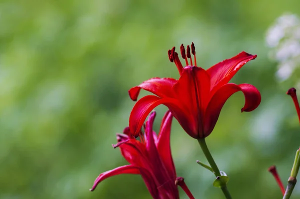 Belles Fleurs Dans Jardin Ils Appellent Lilium Concentration Sélective — Photo