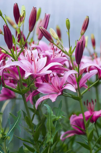 Belles Fleurs Dans Jardin Ils Appellent Lilium Concentration Sélective — Photo