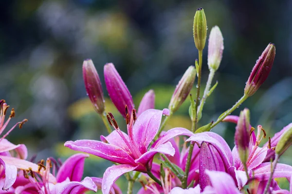 Belles Fleurs Dans Jardin Ils Appellent Lilium Concentration Sélective — Photo