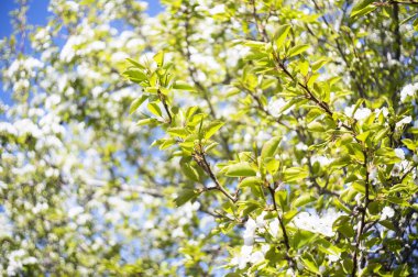 Fotoğraf güzel armut çiçeği. Seçici odak.