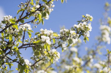 Fotoğraf güzel armut çiçeği. Seçici odak.