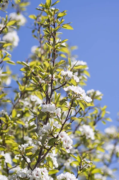 Photo of a beautiful pear blossom. Selective focus.