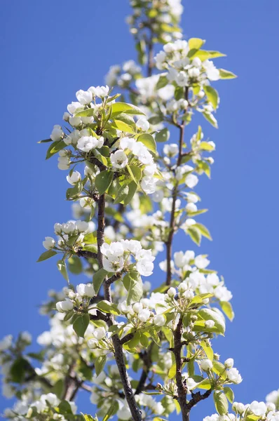 Photo of a beautiful pear blossom. Selective focus.