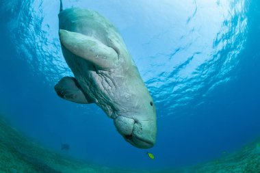 Sarı pilot balık tarafından çevrili dugong