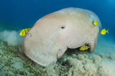 Sarı pilot balık tarafından çevrili dugong