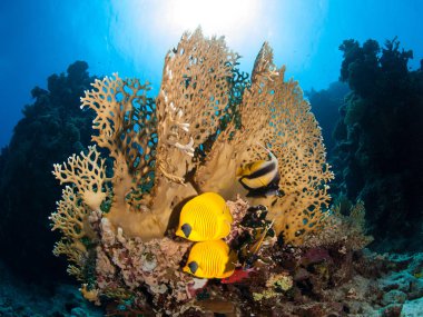 Mavi yanaklı butterflyfish birkaç