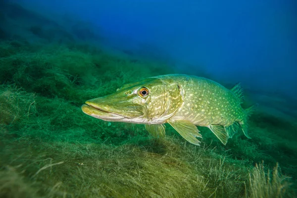 Hecht Ein Gängiger Süßwasserfisch Deutschland — Stockfoto