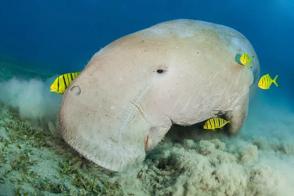 Dugong Rodeado Peces Piloto Amarillo — Foto de Stock